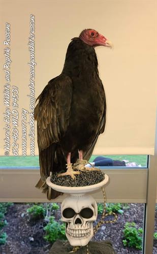 Adult Turkey Vulture Adult Turkey Vulture
