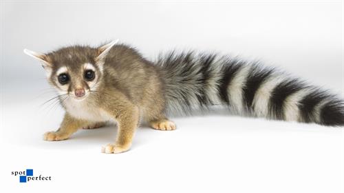 Ringtail Ringtail