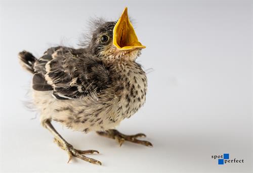 Mockingbird Mockingbird