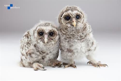 Barred Owls Barred Owls