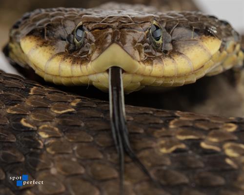 Eastern Hog-nosed Snake Eastern Hog-nosed Snake