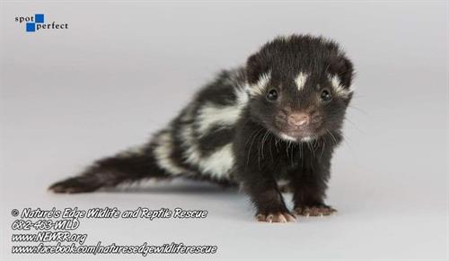 Spotted Skunk Spotted Skunk