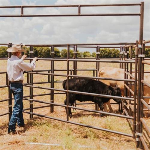Cattle Handling Systems Cattle Handling Systems