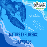 Nature Explorers: Crawdads