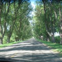 Help Save Our Trees - Bullfrog Motorcycles, cars and Trucks Ride
