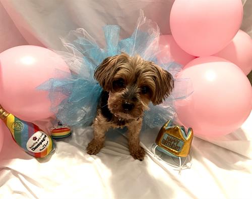 Happy Birthday, Eliza! Happy Birthday, Eliza!
