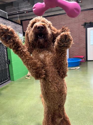 Gallery Image Duncan_West_Paw.jpg