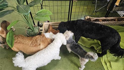 Gallery Image Littles_Barkade.jpg