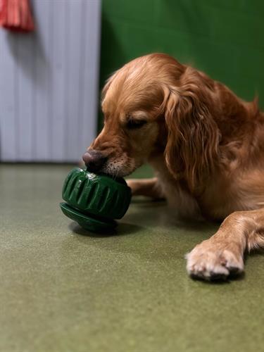 Gallery Image Remie_Einer_Woof.jpg