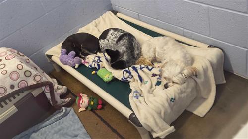 Gallery Image Wilson_dogs_room.jpg