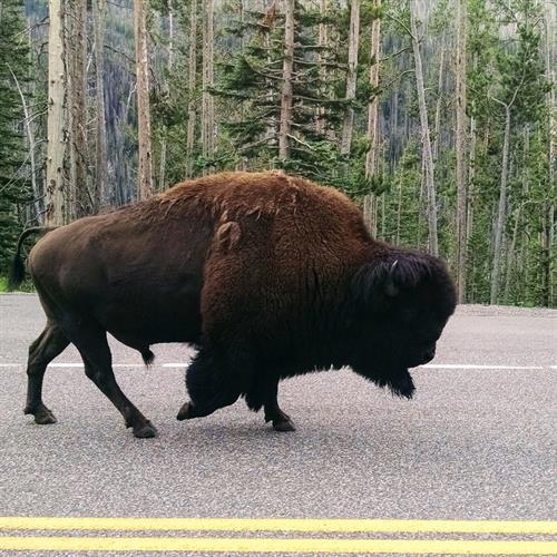 Wyoming Road Block