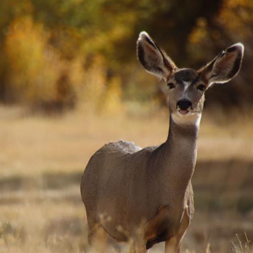 Perfect Timing!  From a Ranch in Crow Creek 