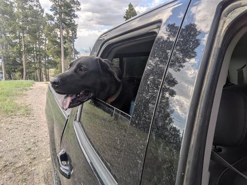 Bear showing mountain property 