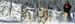 Canine for Charity Dog Sled Race and Banquet – Casper Mountain and The Ramkota