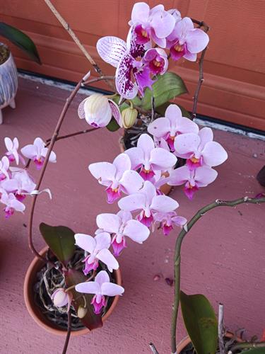 one of my beautiful orchids