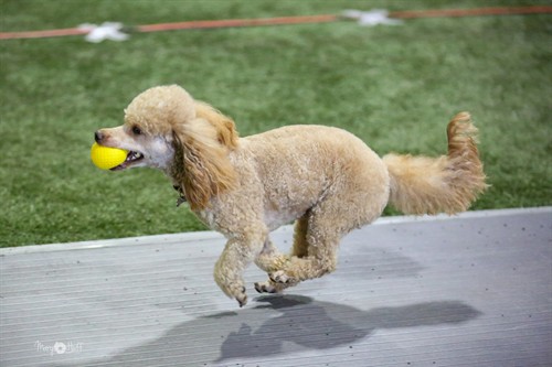 Gallery Image Rusty_running_with_ball.jpg