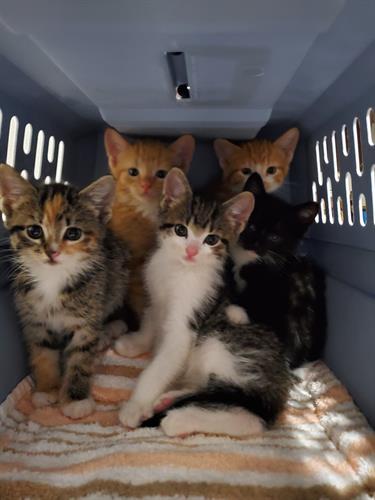 Foster kittens from SWCHS