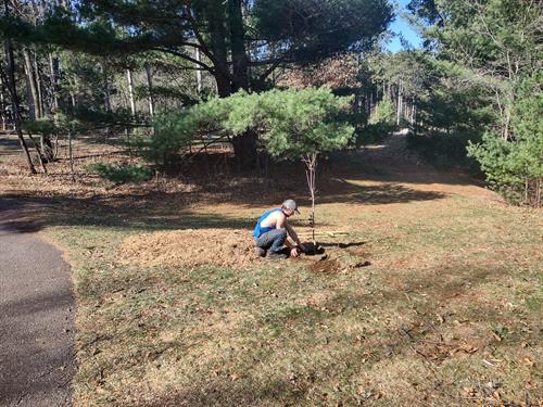 Planting saplings