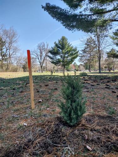 Tree Planting