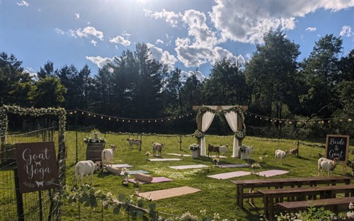 Goat stretch class/Microwedding with Goats 