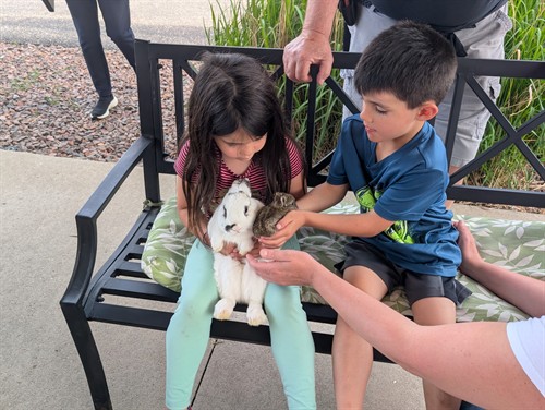 Animal experiences 