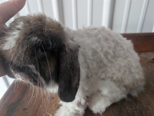 Rabbit wool sheering/grooming at Badger State Farms 