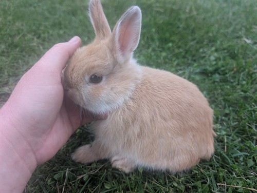 Netherland Dwarf - Adoptions, classes, overnight stays, nail care, grooming