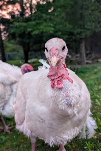 Mac and Cheese (turkeys) at Badger State Farms 