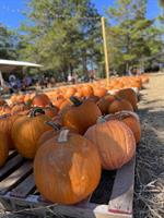 Valparaiso Pumpkin Patch