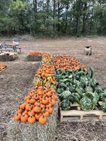 Valparaiso Pumpkin Patch