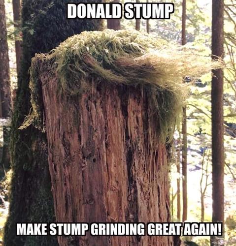 Not all stumps age with grace... Make stump grinding great again with IGY6 Rooted. Veteran owned, locally trusted. Serving Okaloosa, Walton, and surrounding Counties with safe, efficient removal services. Not all stumps age with grace... Make stump grinding great again with IGY6 Rooted. Veteran owned, locally trusted. Serving Okaloosa, Walton, and surrounding Counties with safe, efficient removal services.
