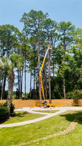 Safe and precise pine tree removal by IGY6 Rooted in Northwest Florida | Using professional aerial lift equipment to protect homes and property | Proudly serving Okaloosa, Walton, and surrounding Counties