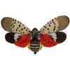 Spotted Lanternfly - Pro Business Council Presentation