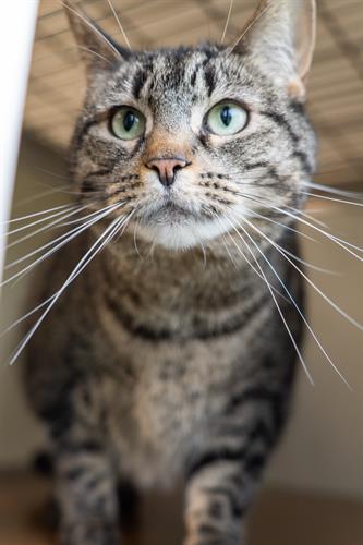 Sky peaking out, looking for her forever human