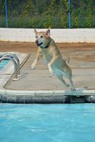 Amherst Pool "Swim with your Dog" Days!