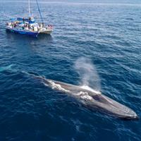 Captain Dave's Dolphin & Whale Watching Safari