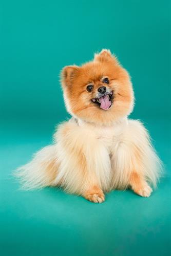 Gallery Image OC-Pet-Photographer.jpg Gallery Image OC-Pet-Photographer.jpg