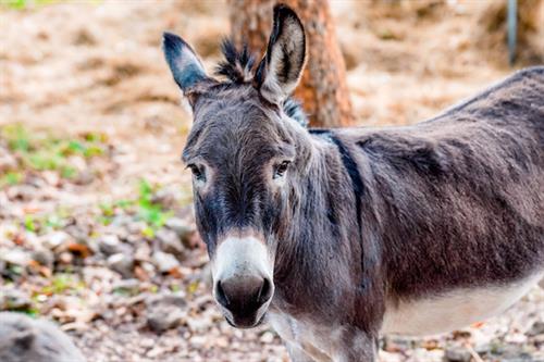 Donkey Odie will greet you in the morning for coffe!