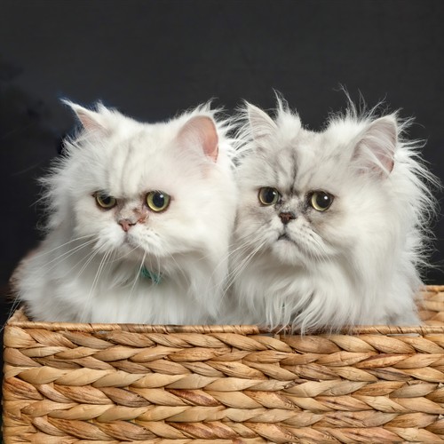 cat photography