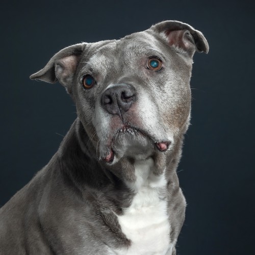 dog rescue photography