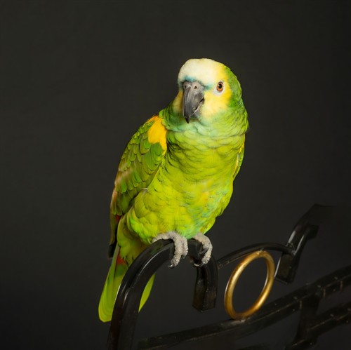 Gallery Image Louie.jpg