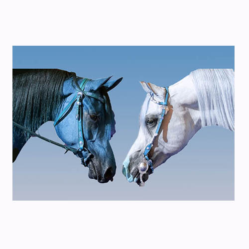 Jim Salvo - Blue & White Horses