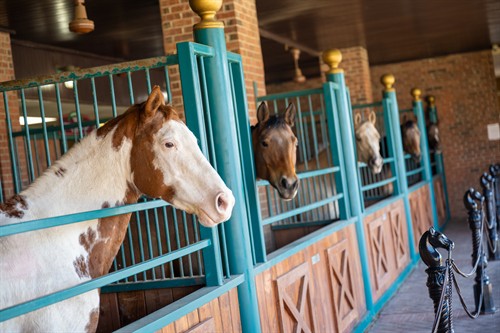 Gallery Image DP_Stampede_Branson_Staged-97.jpg