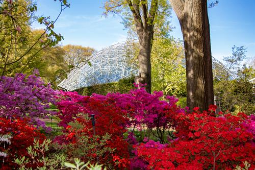 Gallery Image Azalea_Rhododendron_Garden_April_22_2020_Cassidy_Moody.jpg