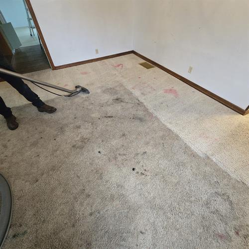 Carpet Cleaning