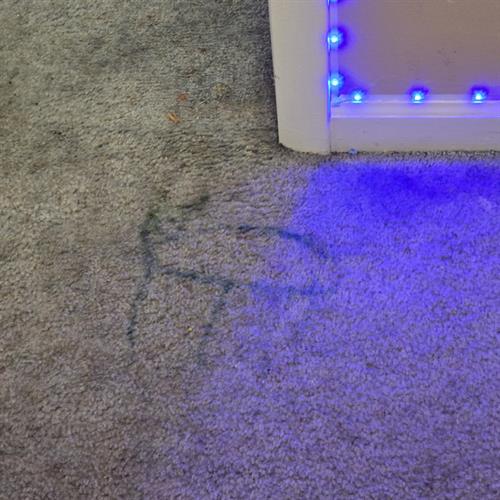 We will even remove your children's artwork from your carpets.