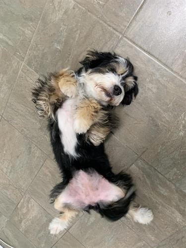 Bella loves coming to be groomed because she knows it’s more than just that! She always gets to start her appointment with lots of belly rubs…she rolls over and waits for them!