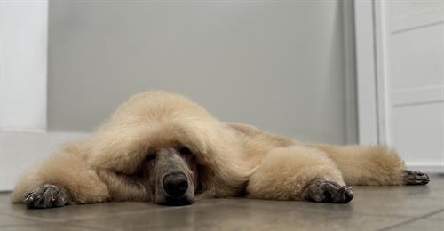 Harry says "Life's ruff when you're this fabulous!  Do you mind if I relax right here while I’m waiting for my mom to come pick me up?"