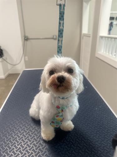 I had the pleasure of grooming Jax for Forever Home Canine Rescue today!  He is such a sweet boy.  Jax is 11 years old and has no teeth, so his cute little tongue always hangs out!  Please share with anyone you know who may be interested in giving this sweet little man a forever home! 