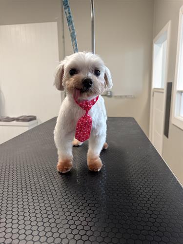 Hi everyone, my name is Jax, and I am 11 years old.  I have no teeth, so my tongue always hangs out, my groomer says it’s the cutest thing ever!  I have been looking for a while for my perfect forever home.  If you’re interested in adopting me please reach out to my foster mom at Forever Home Canine Rescue! 